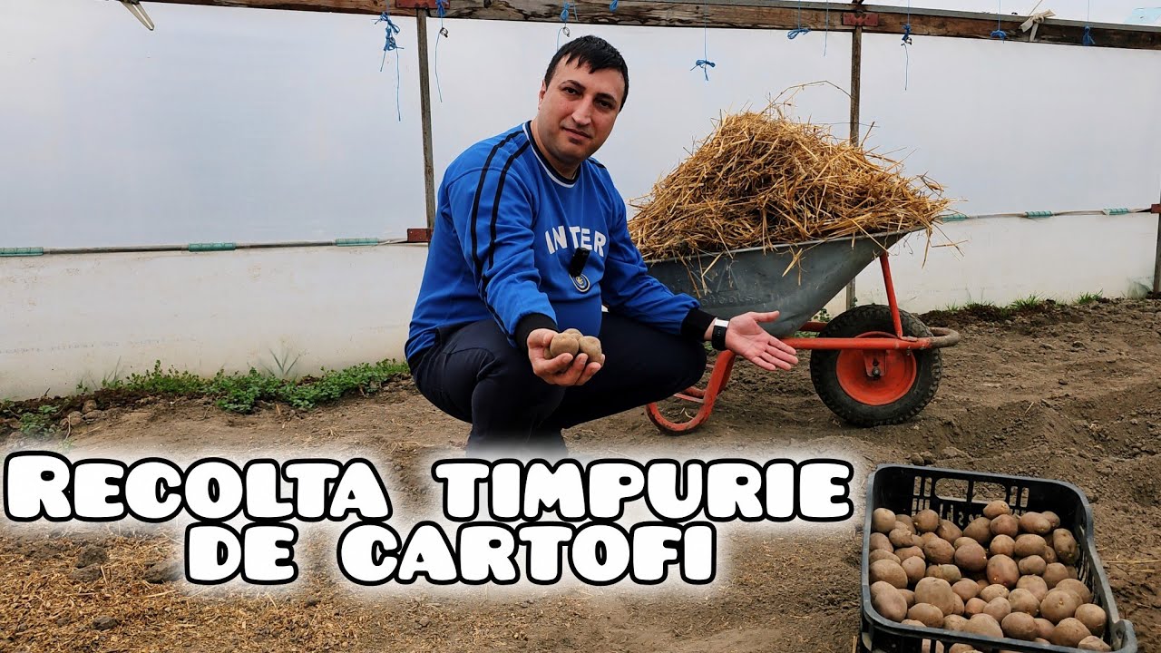 Asa obtii cartofi noi cu 3 saptamani mai devreme!