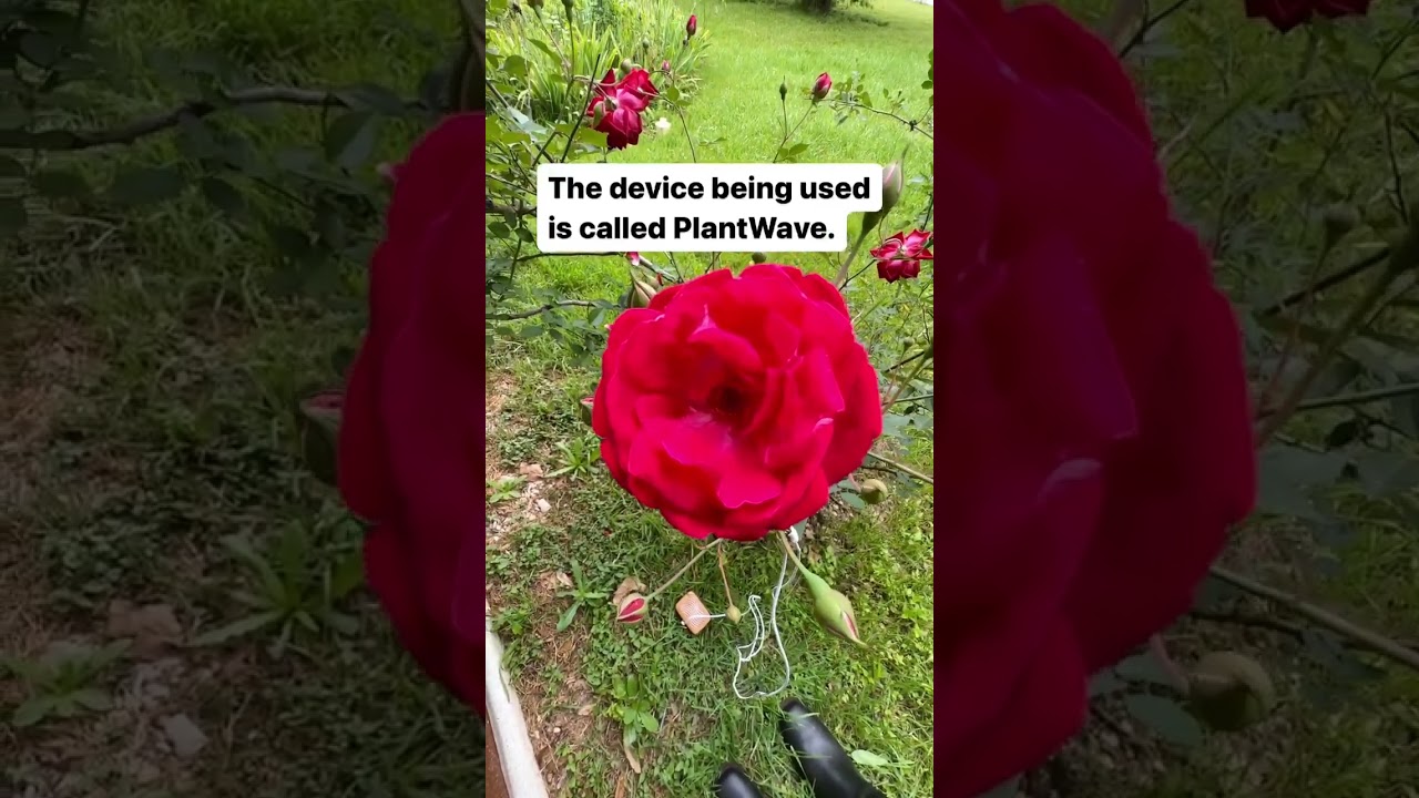 That&rsquo;s right &mdash; this rose bush created the song you&rsquo;re hearing using its very own biorhythms 🌿🎶 Plant