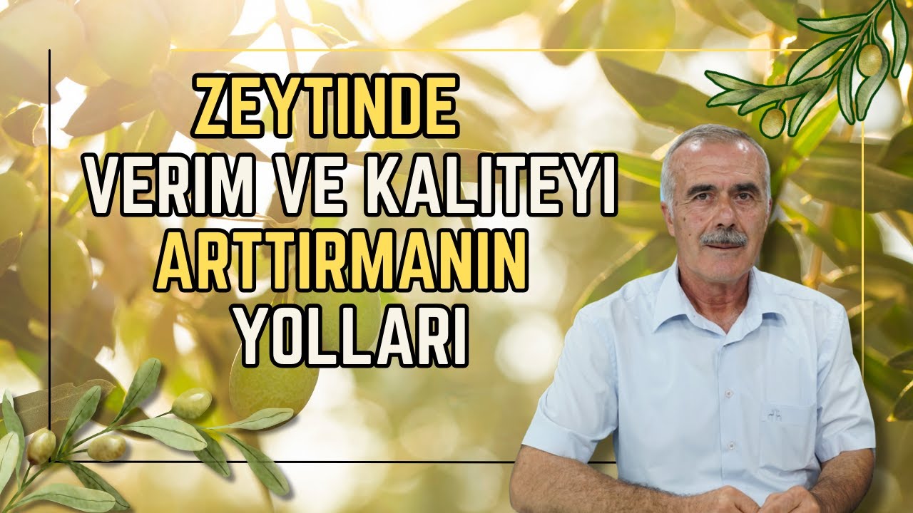ZEYTİNDE VERİM VE KALİTEYİ ETKİLEYEN FAKTÖRLER | TARIMDA BAŞARI AKADEMİ