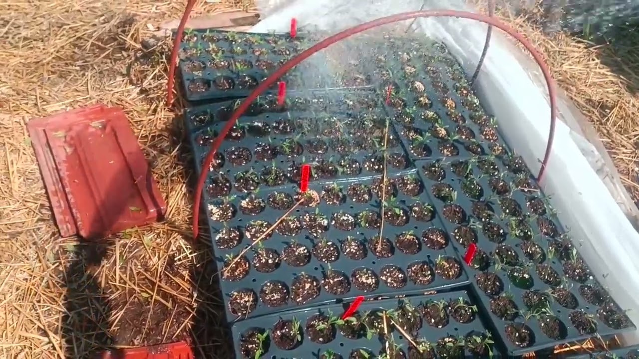 Разсад домат  - Деси Владовска