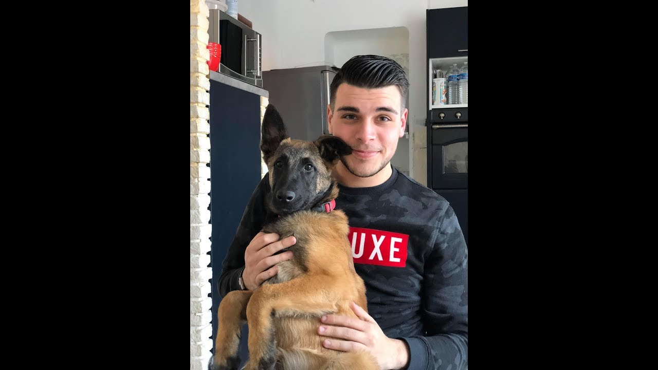Falco Malinois 6 mois