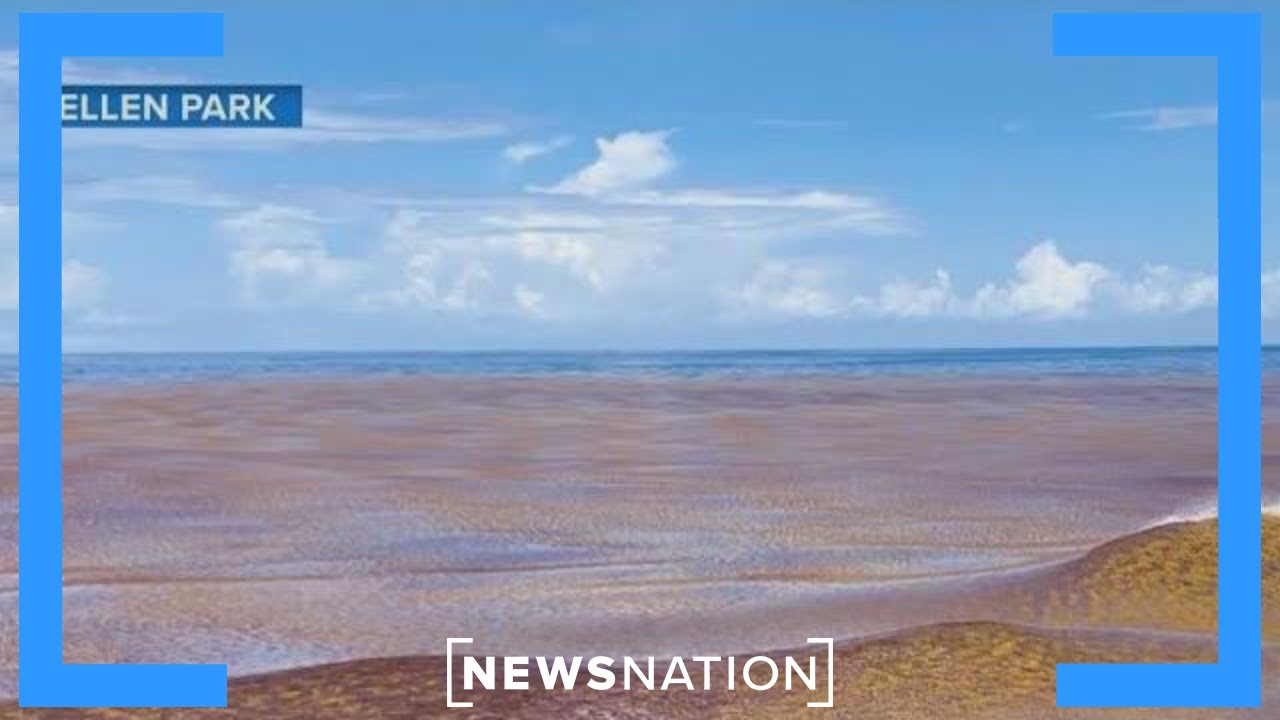 Florida beaches to be engulfed by massive seaweed bloom | Morning in America