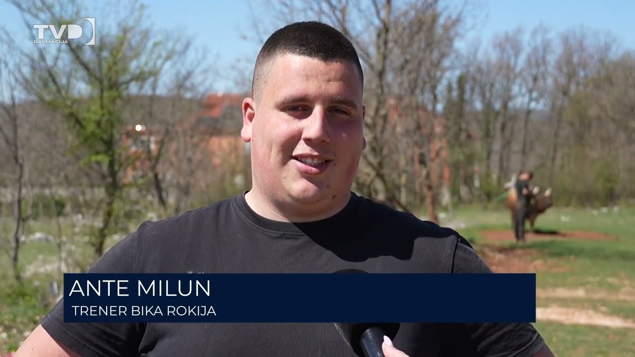 U Dicmu se sprema spektakl-traži se najjači bik u Hrvatskoj! 08.04.2026.