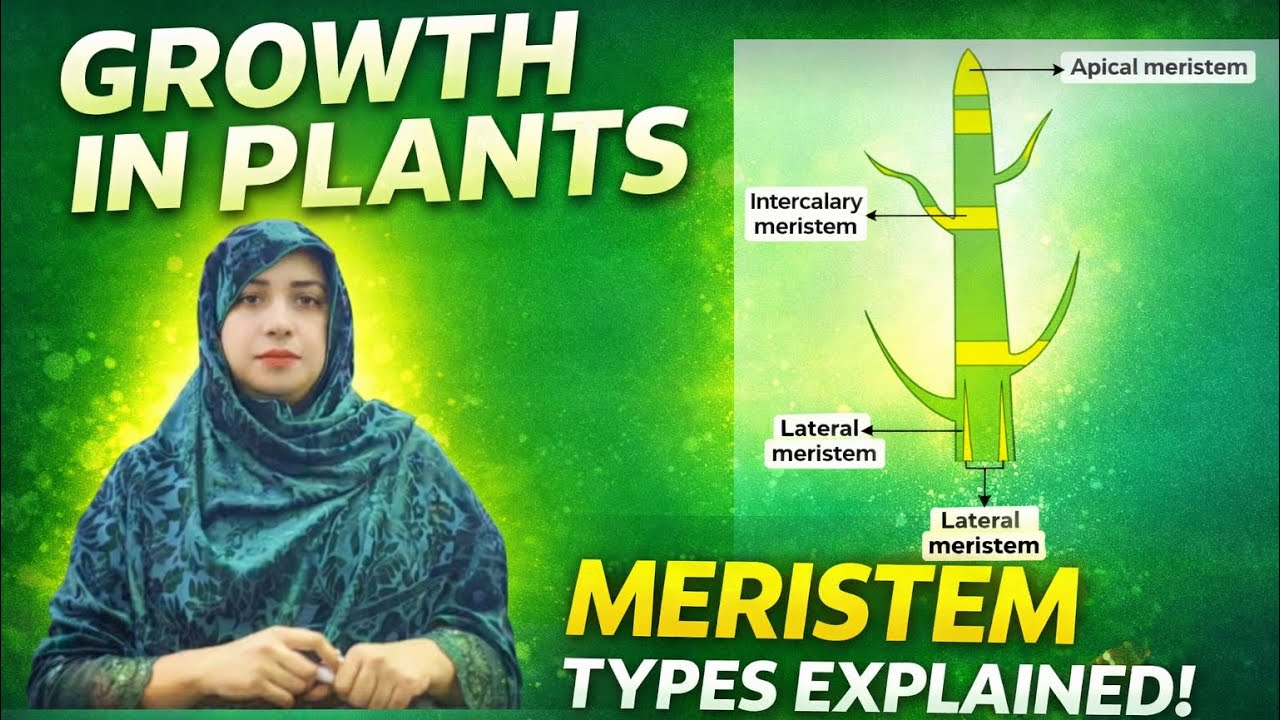 Growth in Plants | Meristems & Types of Meristematic Tissue | Plant Growth Explained