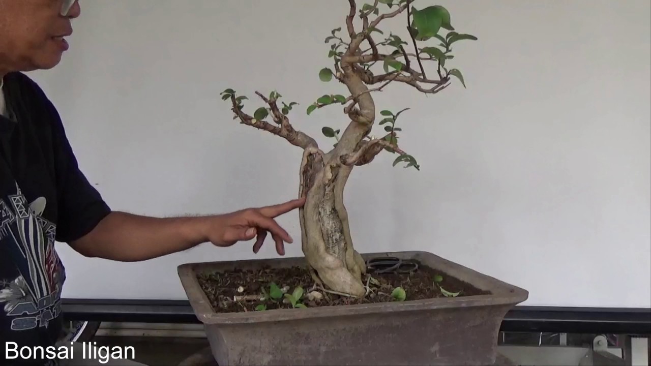 A Day in the Life of Bonsai Iligan: How to Bonsai a Crape Myrtle Episode 1