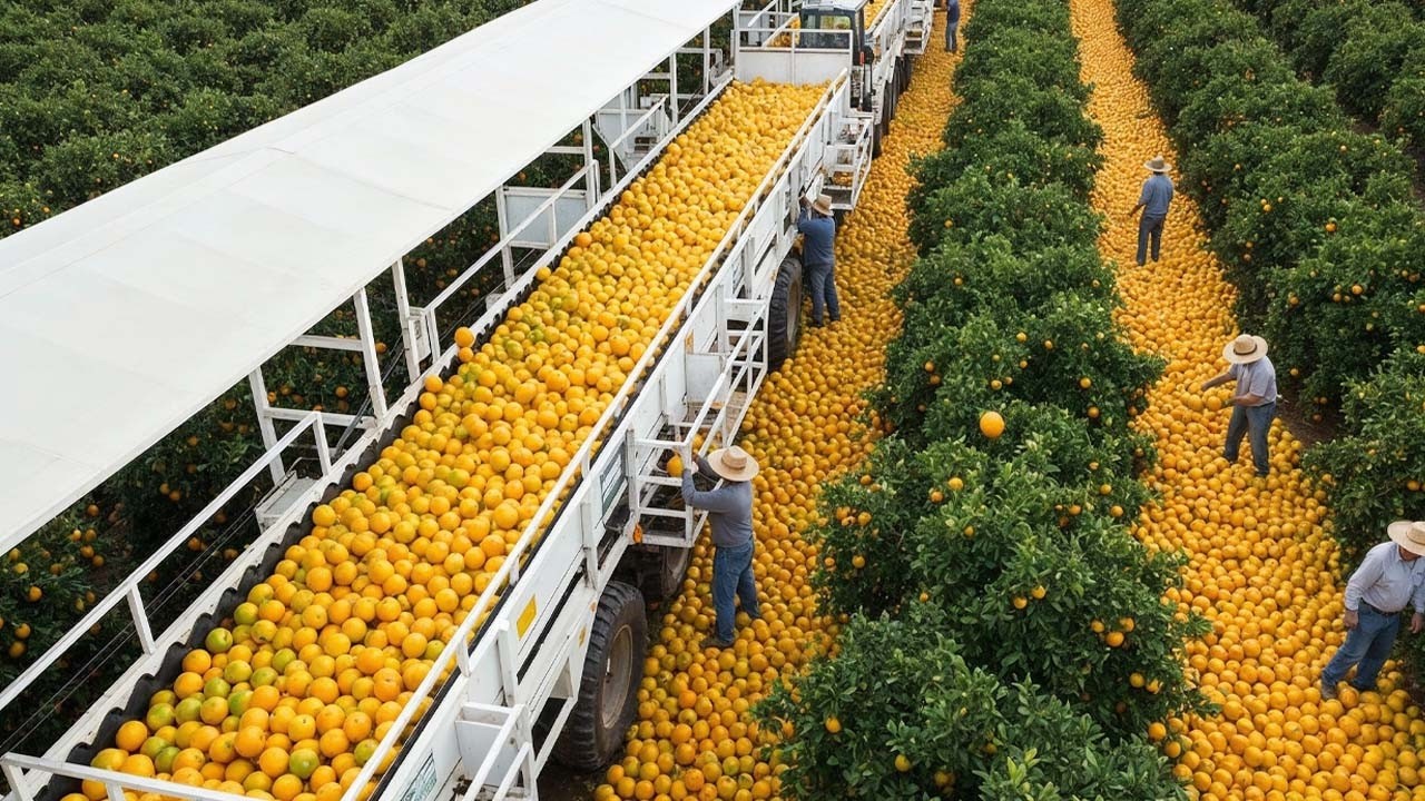 Colheita Incrível de 2025 — Milhões de Toneladas de Frutas e Legumes Sendo Recolhidos