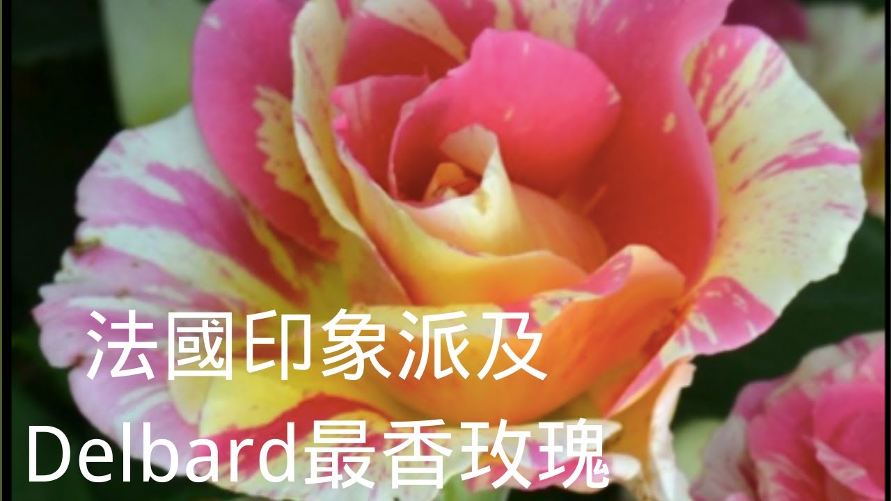 041【J&J花漾年華】【字幕版】如何种植玫瑰 浓香型玫瑰 法国玫瑰花  Super fragrant roses