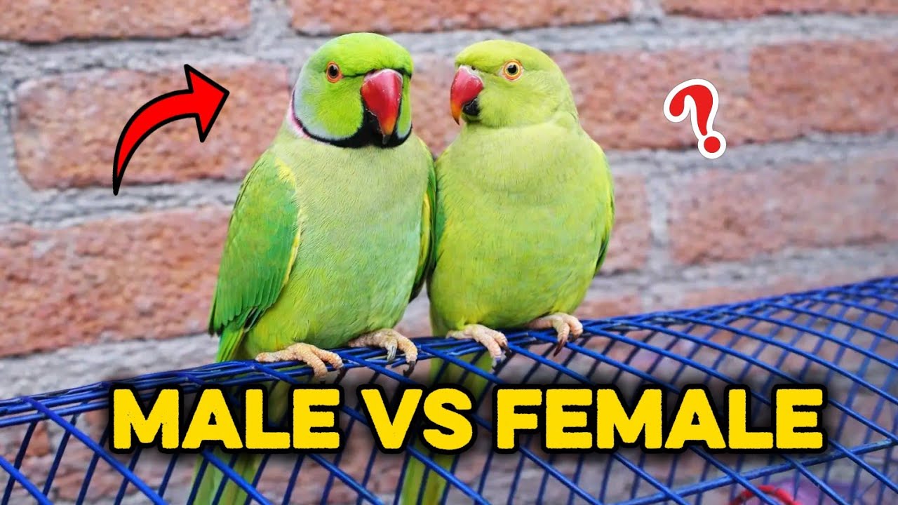 How to Identify Male and Female Ringneck Parrot 🦜