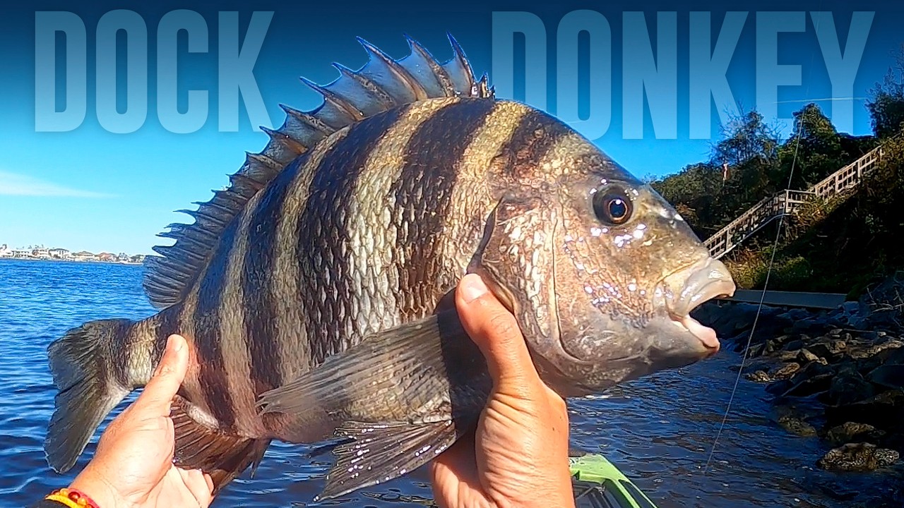 Episode3 - Exploring New Areas In Jacksonville For SHEEPSHEAD
