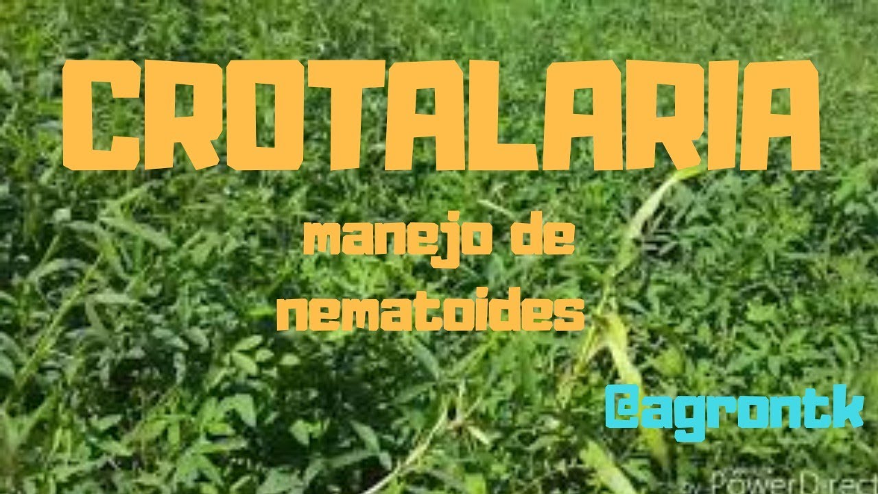 17. PLANTIO de CROTALARIA para MANEJO de CONTROLE de NEMATOIDES