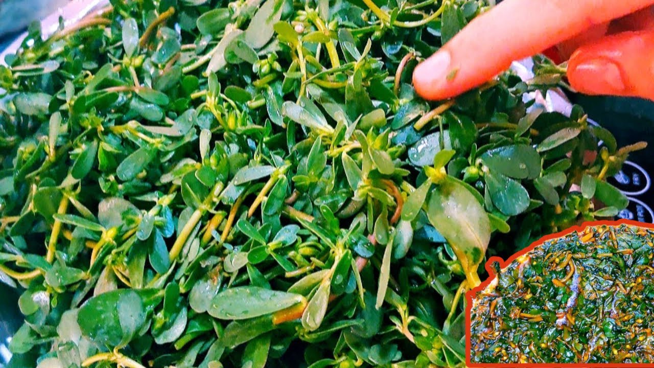 Nunnar Recipe | Kulfa ka Saag | Wild Pursaline Recipe | Nunnar Season in Kashmir