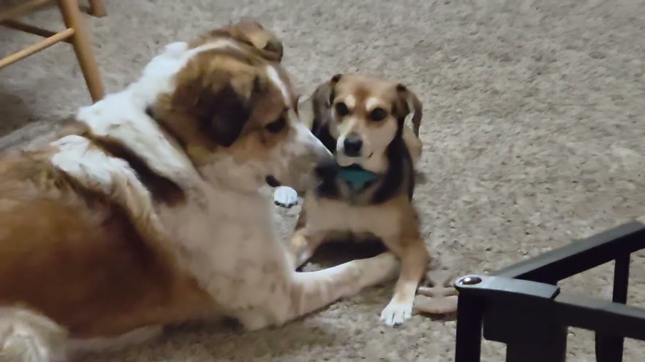 Finally playing together ❤️ 