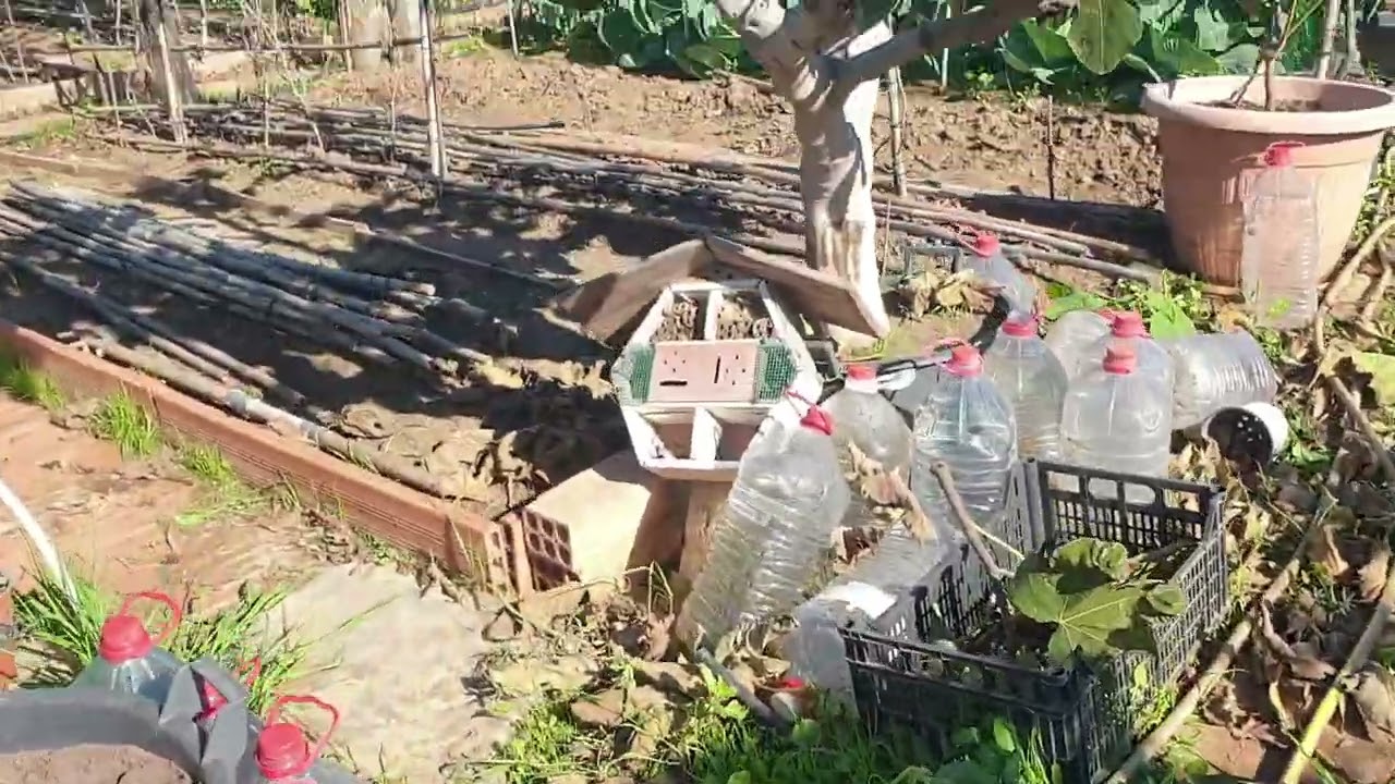 una visita al huerto en noviembre despues  de 165 litros por m2 de agua
