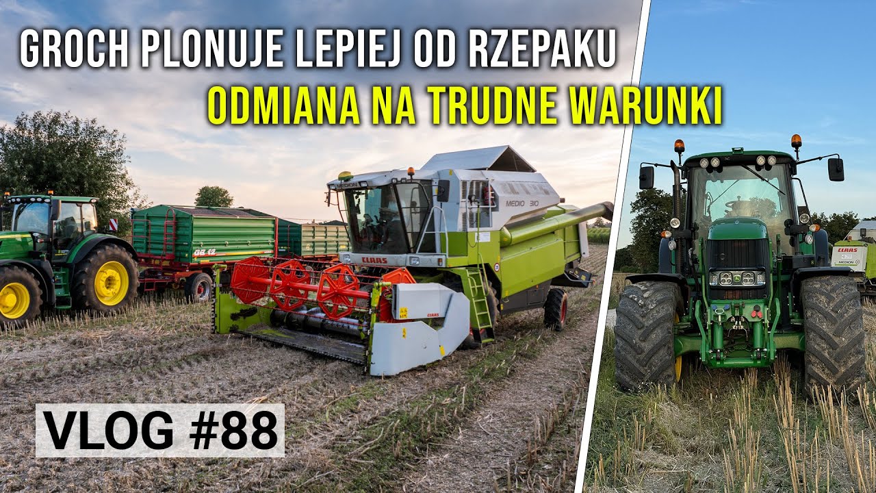 Groch Plonował Lepiej Od Rzepaku❗️Rzepak Wyglądał, A Nie Sypał | #88