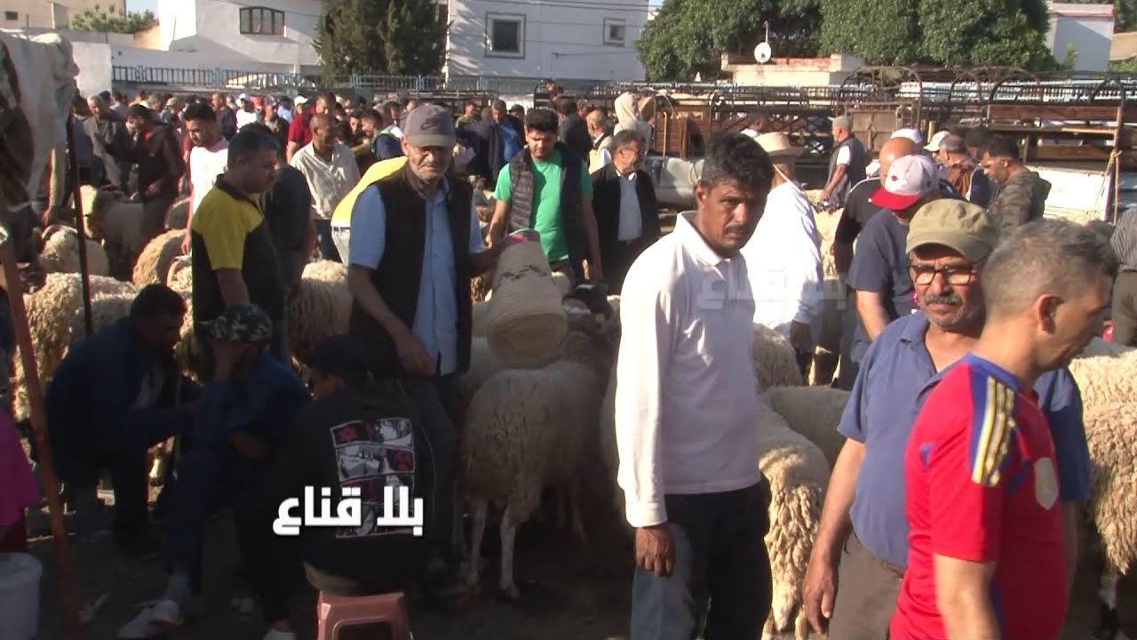 علوش العيد من ستمائة دينار الى المليون وأكثر..السلعة خيرات ربي لكن الزوالي فالس والجيب فارغ !!