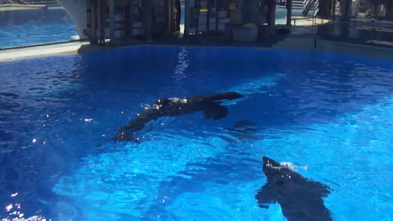 Kalia picks on Dad Keet, Ikaika then Ulises - September 8, 2014 - SeaWorld San Diego
