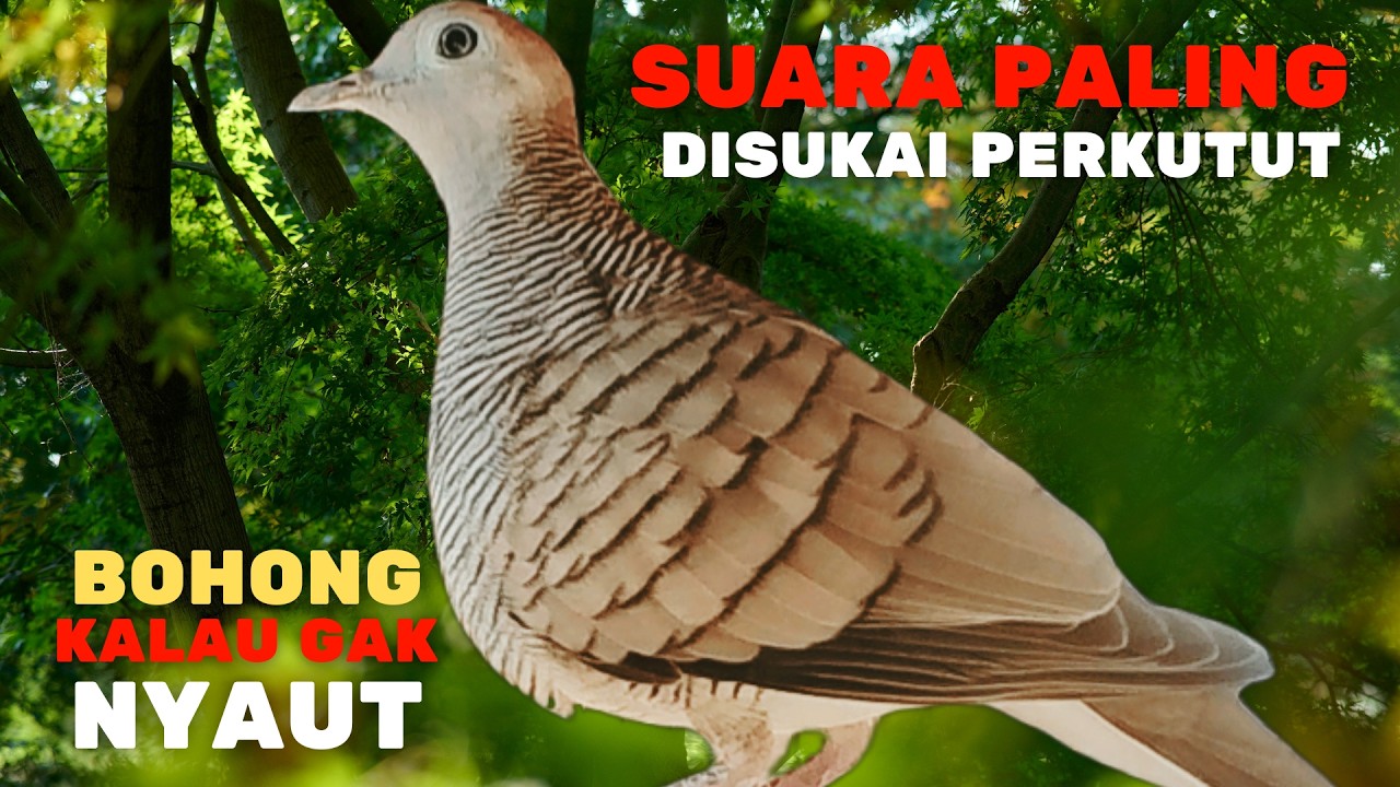 Perkutut Lokal Gacor RAJA PIKAT SUARA PALING DISUKA | Ahlinya Bikin Semua Burung Perkutut Nyaut L50
