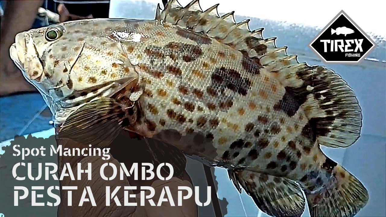Spot Mancing Muara Curah Ombo Kalanganyar Sidoarjo Strike Kerapu & Barramundi #fishing #fishingtrip
