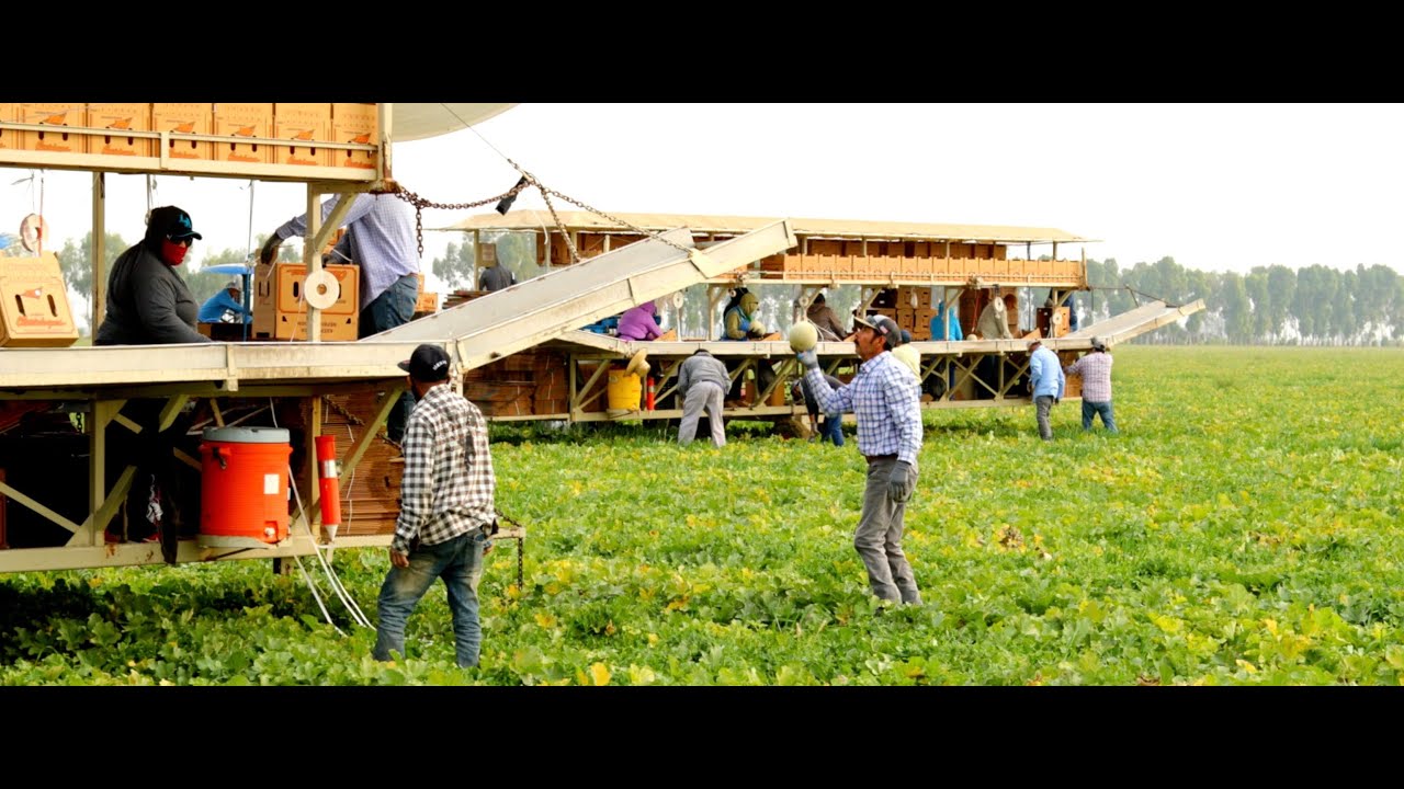 Thank you California Cantaloupe Farmworkers