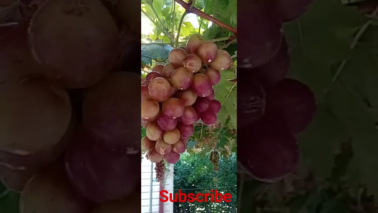 Grapes cyprus