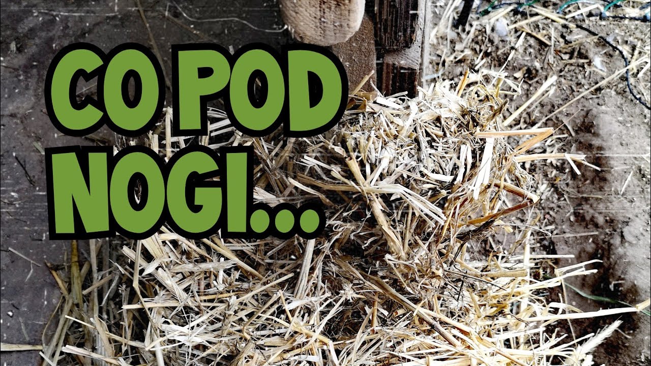 Hodowla Kur - Co pod nogi kur? 🐓🐔| Czyli jaka ściółka do kurnika! 🏚️