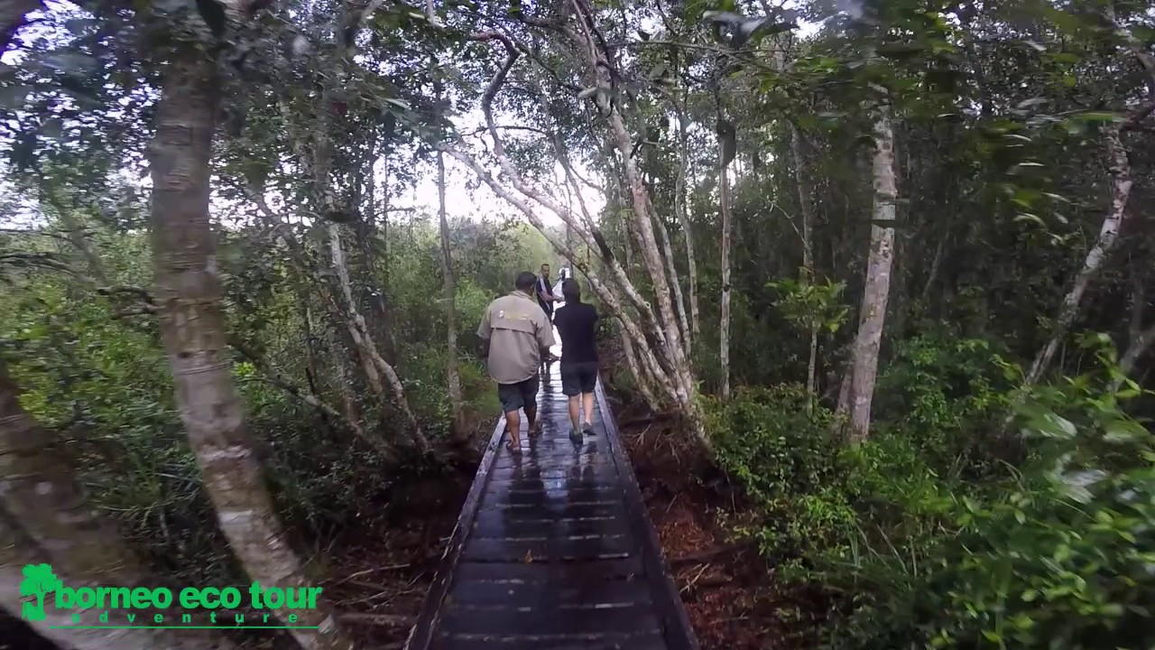 Borneo Eco Tour overview