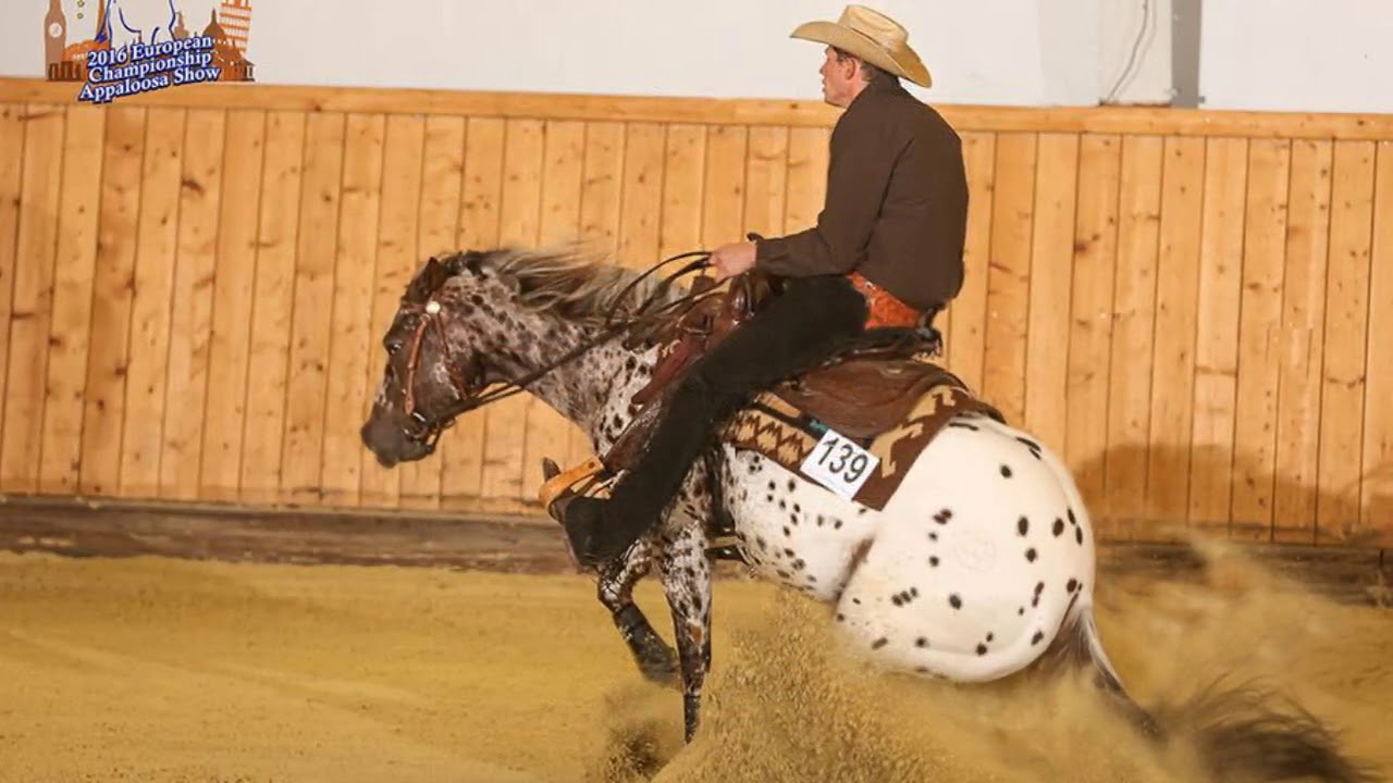 Topsail Viper Appaloosa reining stallion