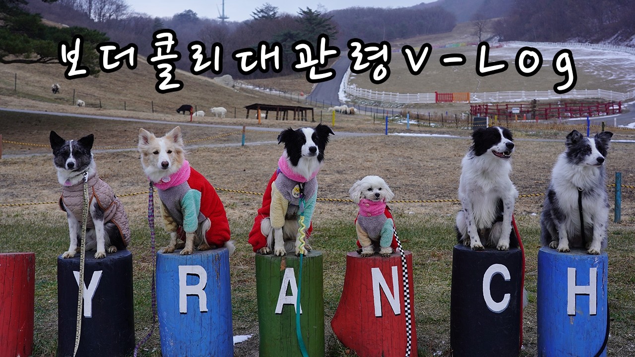 5보더콜리 1말티즈 대관령 브이로그 | 당일치기 대관령 | #대관령 #브이로그 #보더콜리