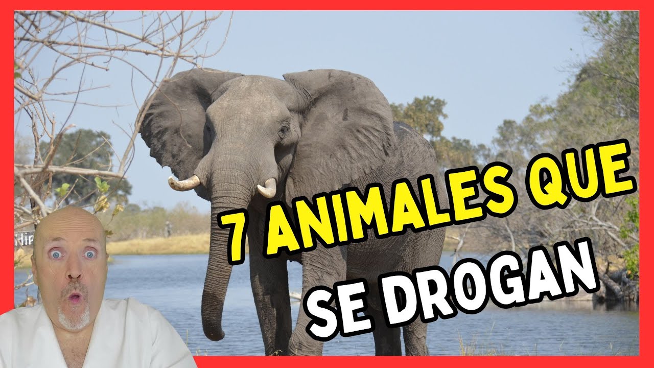 🔴 7 ANIMALES QUE SE DROGAN🔴
