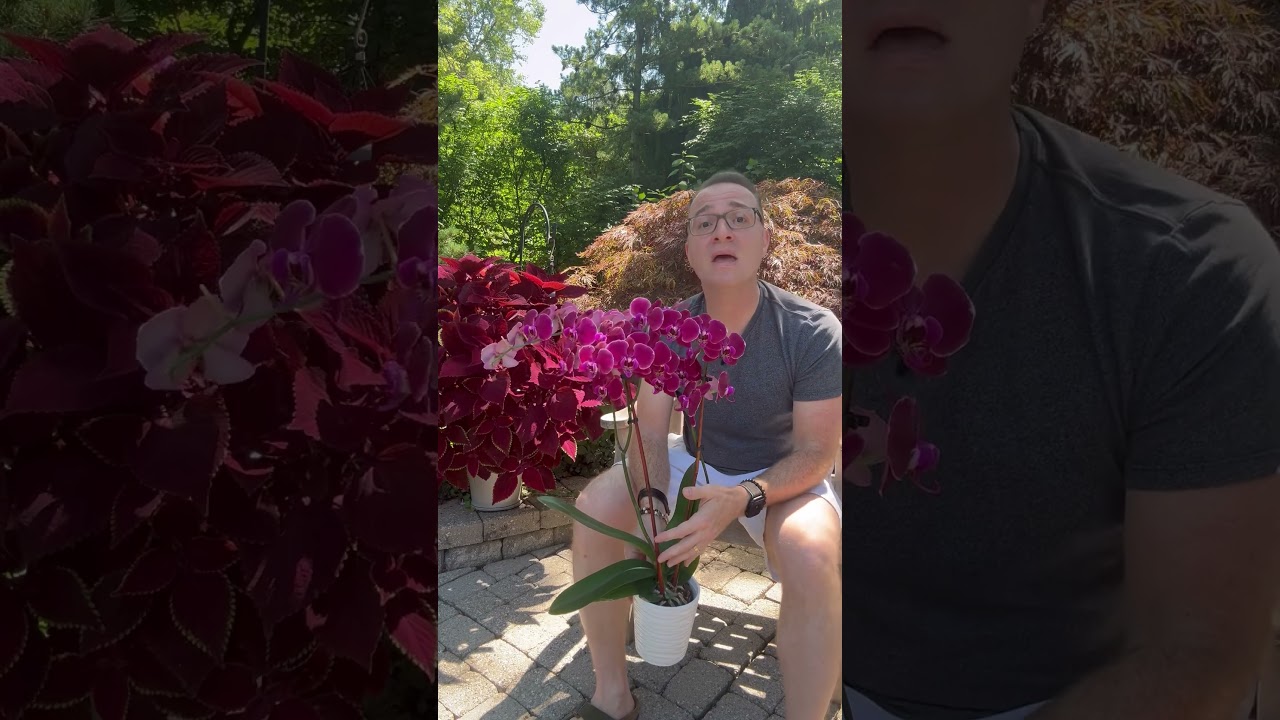 5 tips to help your Phalaenopsis orchid stay in bloom as long as possible