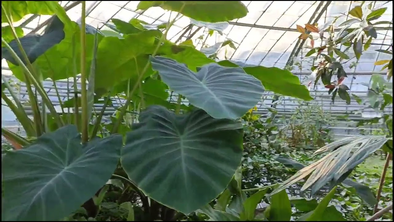 Botanischer Garten Basel 2023