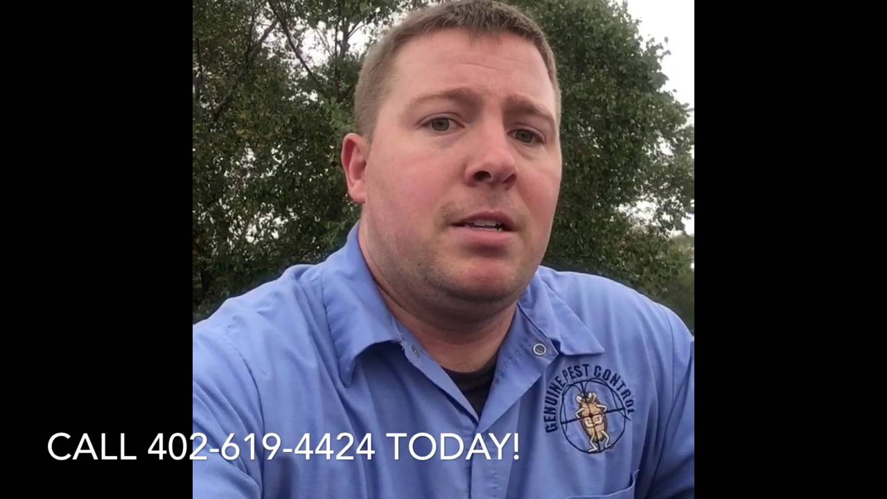Bats in homes, Omaha - Bat prevention Tips