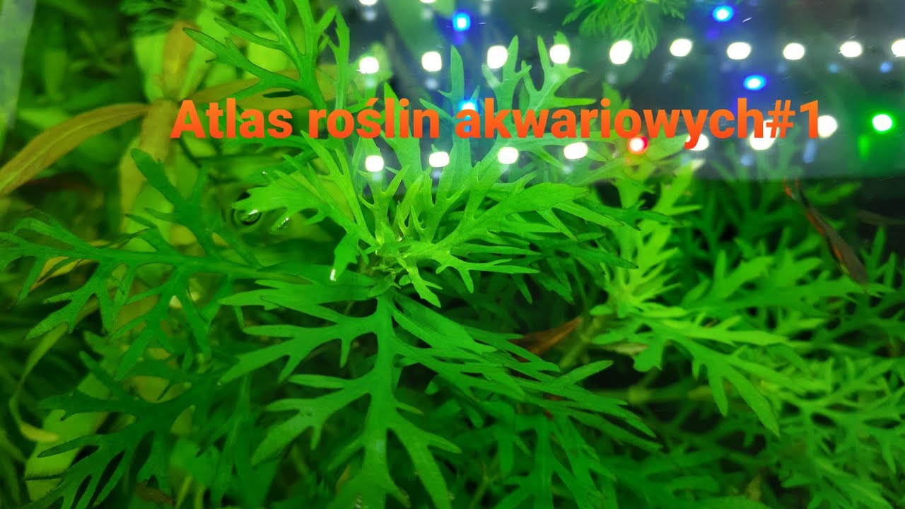 Nadwódka Trójkwiatowa (Hygrophila Difformis) to roślina jak z bajki.Atlas roślin akwariowych#1