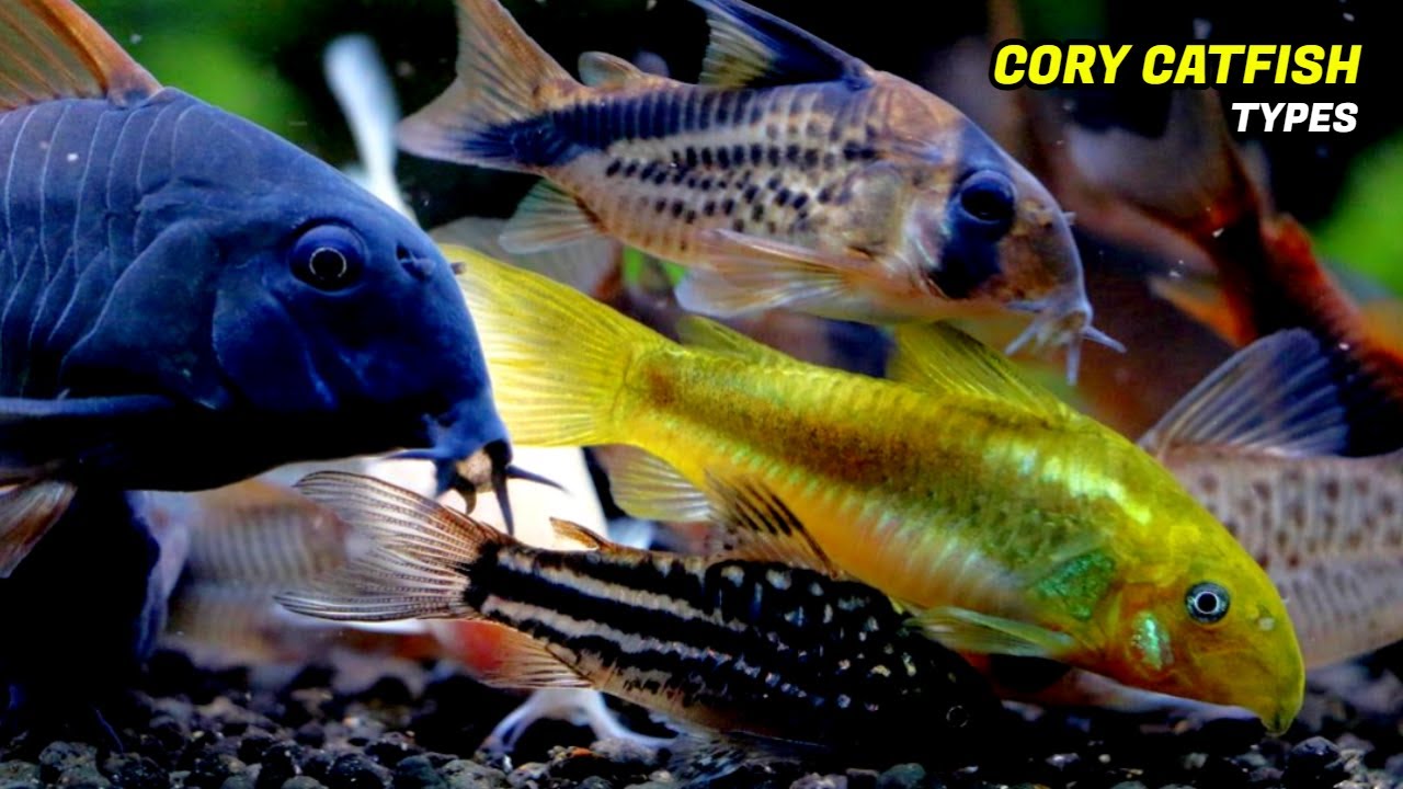 The 4 Most Beautiful Cory Catfish Types (Types Of Corydoras)