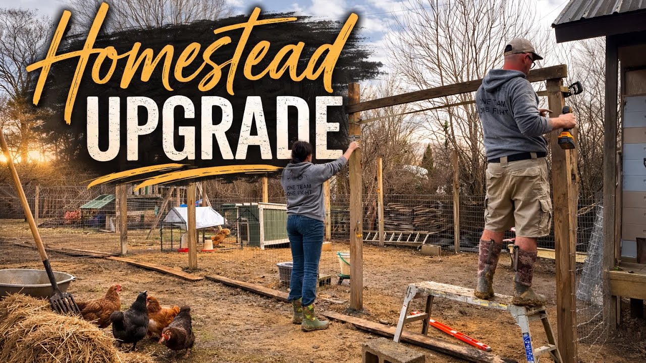 Homestead Project | Chicken Yard/Compost Corner Edition 