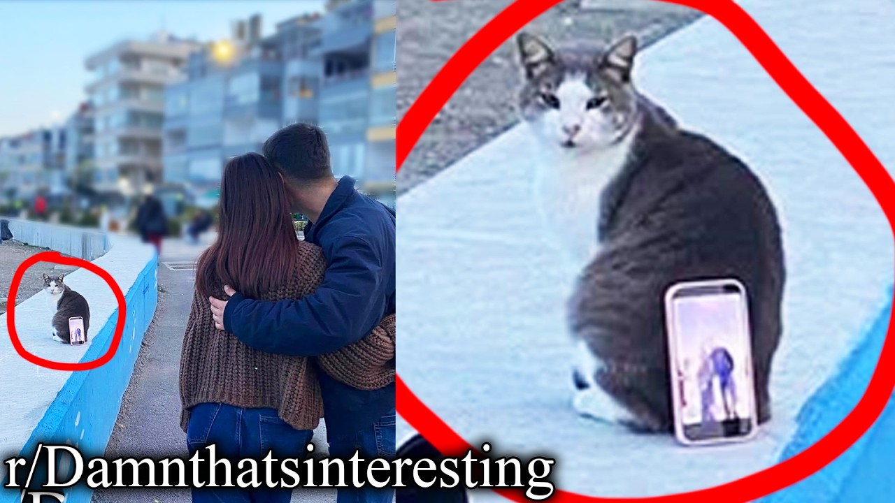 r/Damnthatsinteresting | feline selfie stick