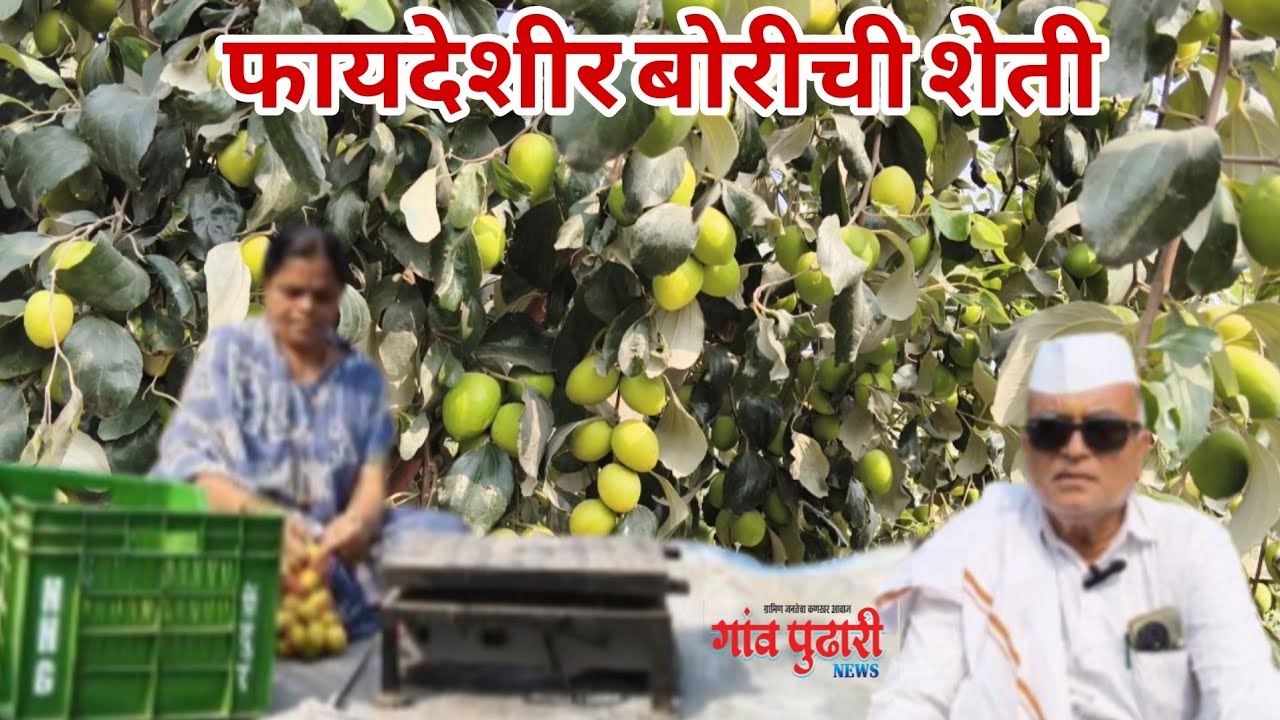 Success story - शेतकऱ्यांसाठी प्रेरणादायी प्रयोग : बोरी शेतीतून आर्थिक समृद्धीचा मार्ग