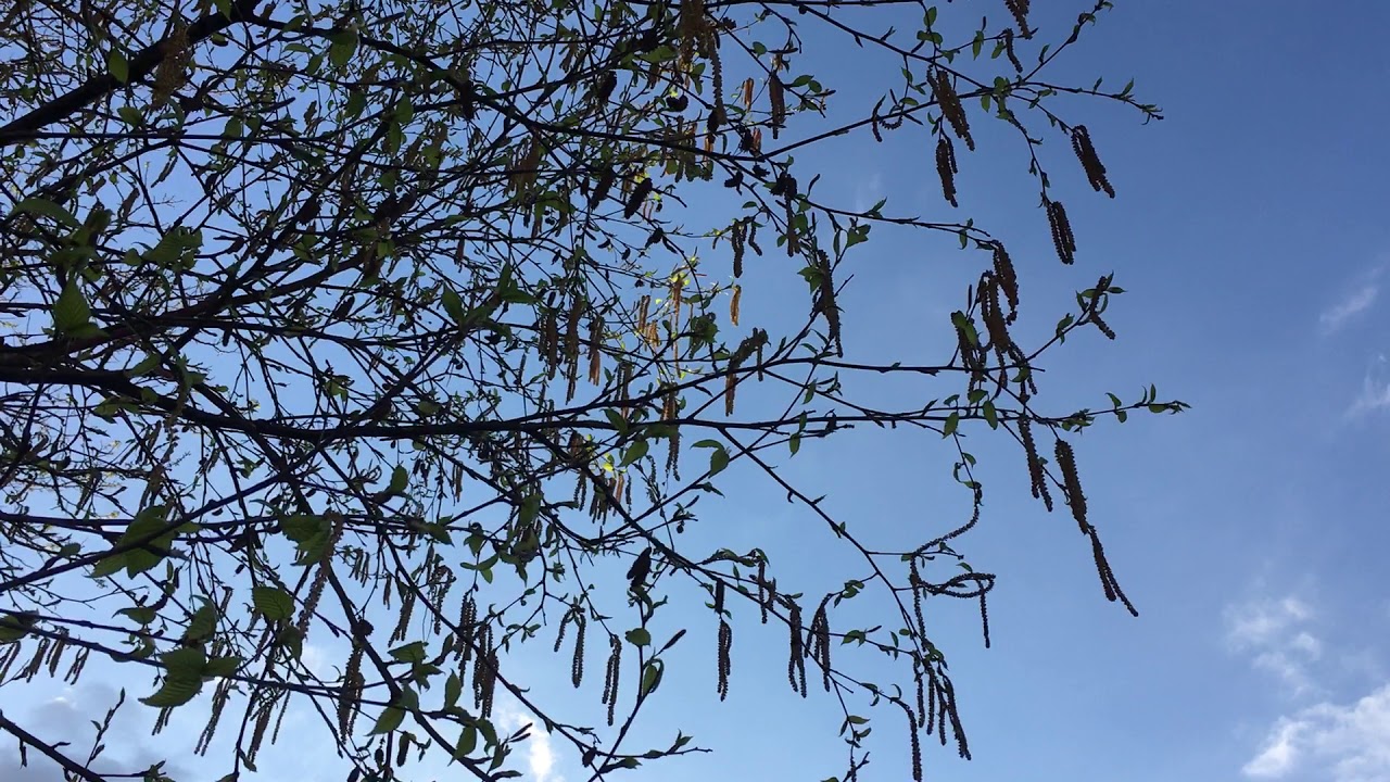 Downy Birch (Betula pubescens) - male flowers in the wind - April 2018