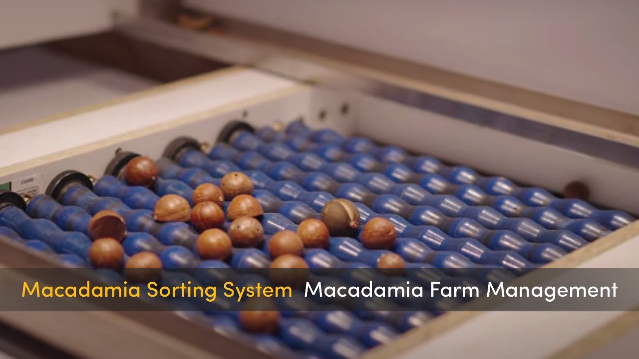 AgTech Vision Sorting System | COREMATIC