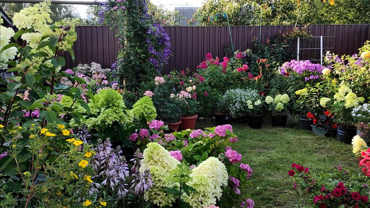 ГОРТЕНЗИИ цветут  в моём маленьком вечернем  садике🌿Всем СПАСИБО ❤️❤️❤️