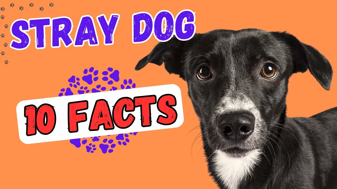 10 facts you don't know about caring for stray dogs