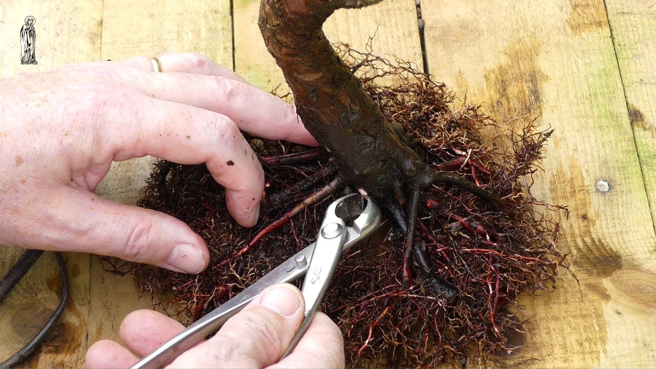 How I Root Prune my Dawn Redwood Bonsai.