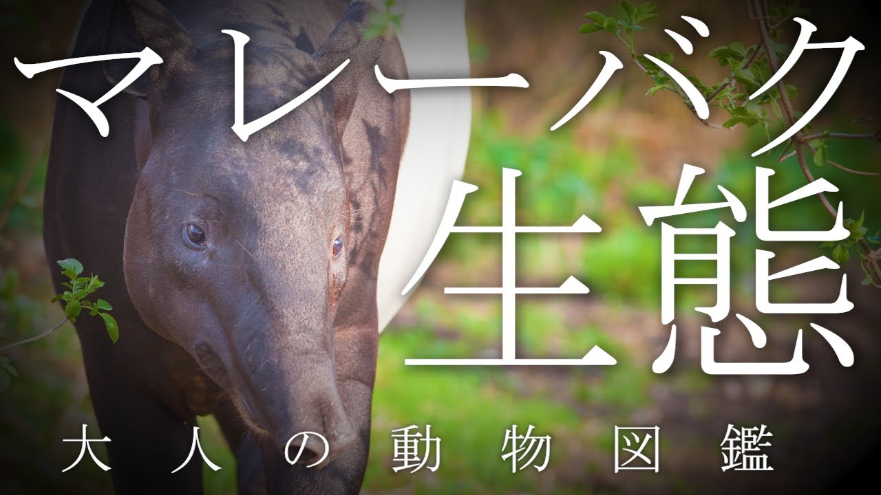 【大人の動物図鑑】マレーバクってどんな動物？生態や性格を解説します