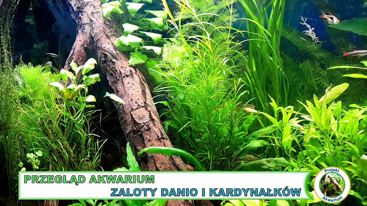 Zaloty Danio i Kardynałki
