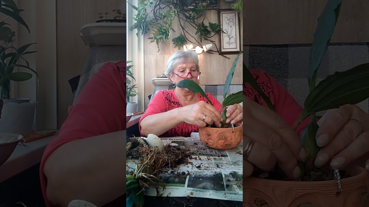 Заметки практика. Сеянецы выросли, пора растения рассадить по разным горшочкам.