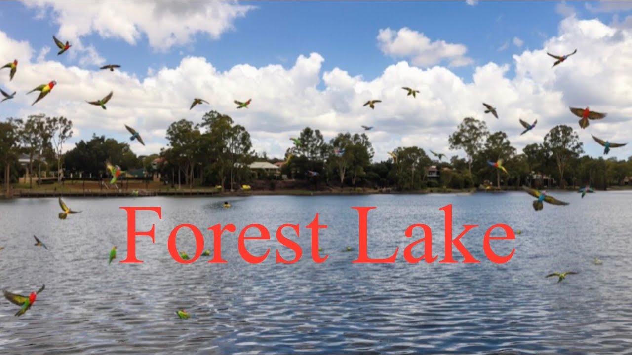 Beautiful Forest Lake Suburb in Queensland, Australia 