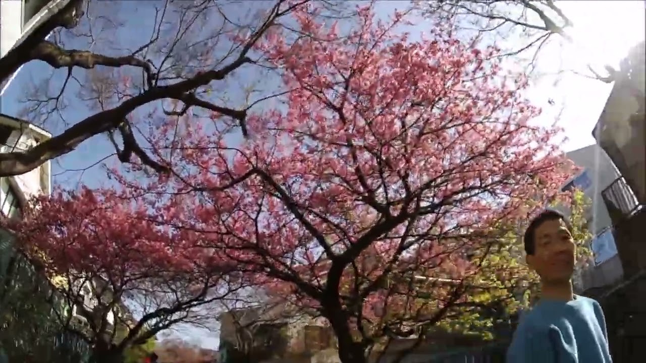 マイ ムービー淀の河津桜２６．３．１