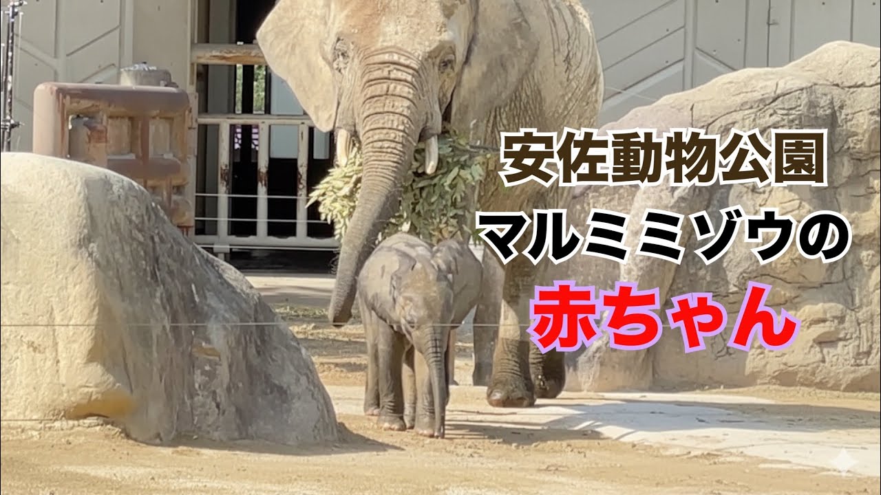 マルミミゾウの赤ちゃん#マルミミゾウ