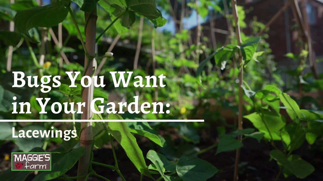 Bugs You Want in Your Garden | Ep. 3 (Lacewings)