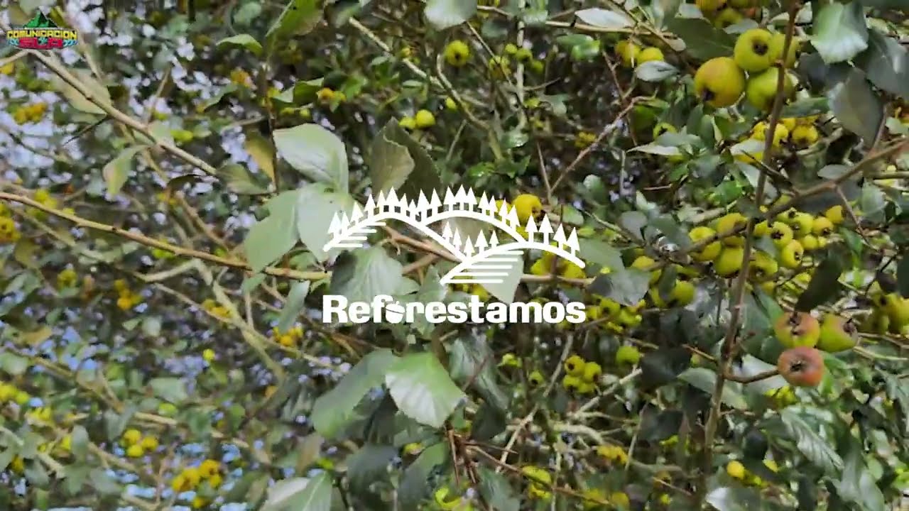 Voces de Reforestamos | Tejocote | Especial de Navidad